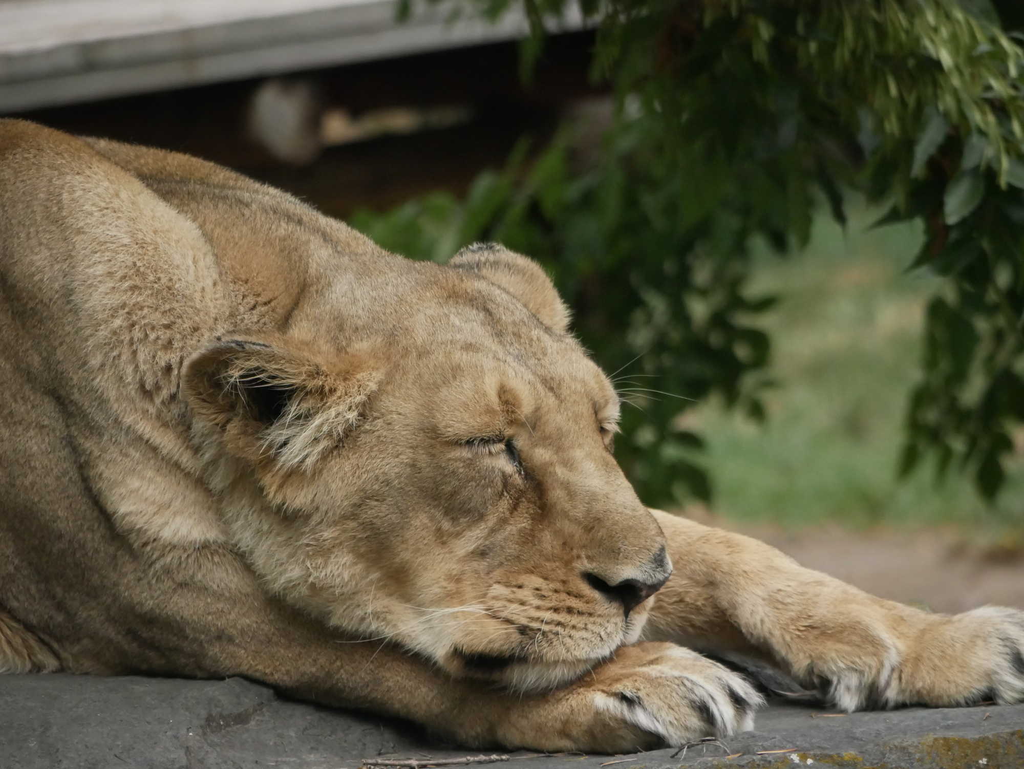 Zoo